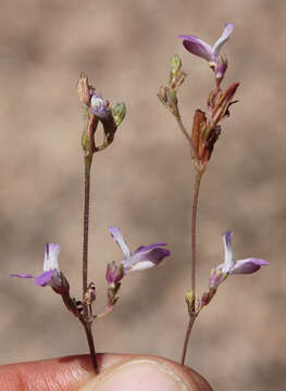 Image of Davidson's blue eyed Mary