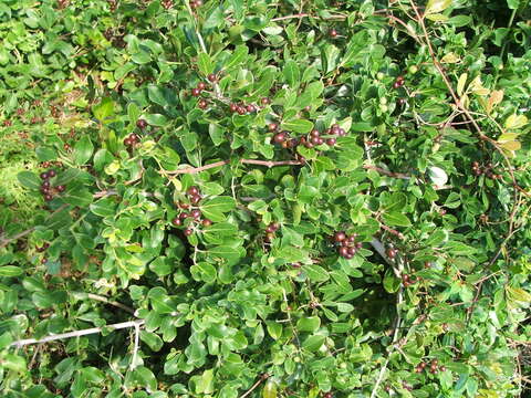 Plancia ëd Rhoicissus digitata (L. fil.) Gilg & Brandt