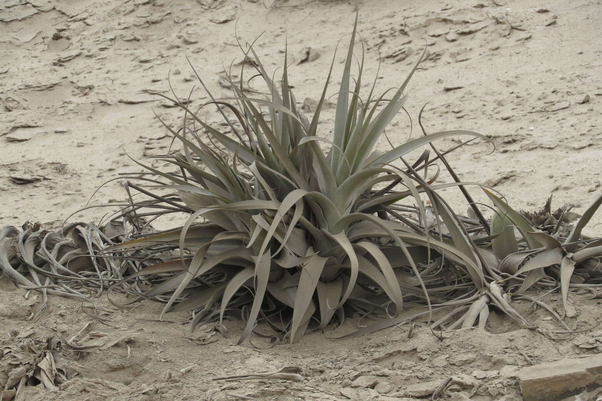 Imagem de Tillandsia latifolia Meyen