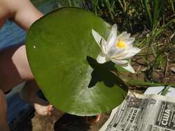 Image de Nymphaea candida C. Presl