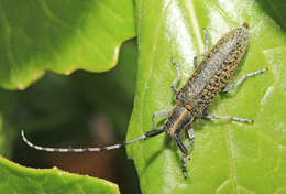 Image of Agapanthia (Epoptes) daurica Ganglbauer 1884