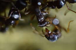 Image of Pavement ant