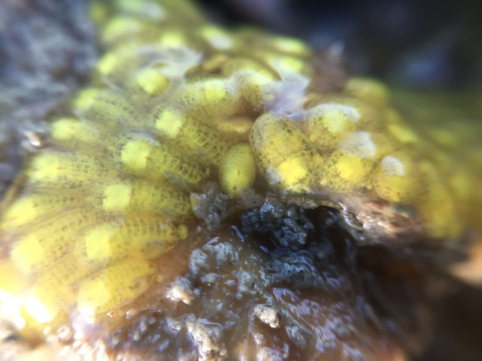 Image of Ascidian