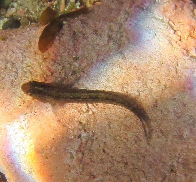 Image of Common Triplefin