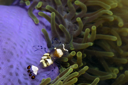 Image of Bulb-Tip Anemone