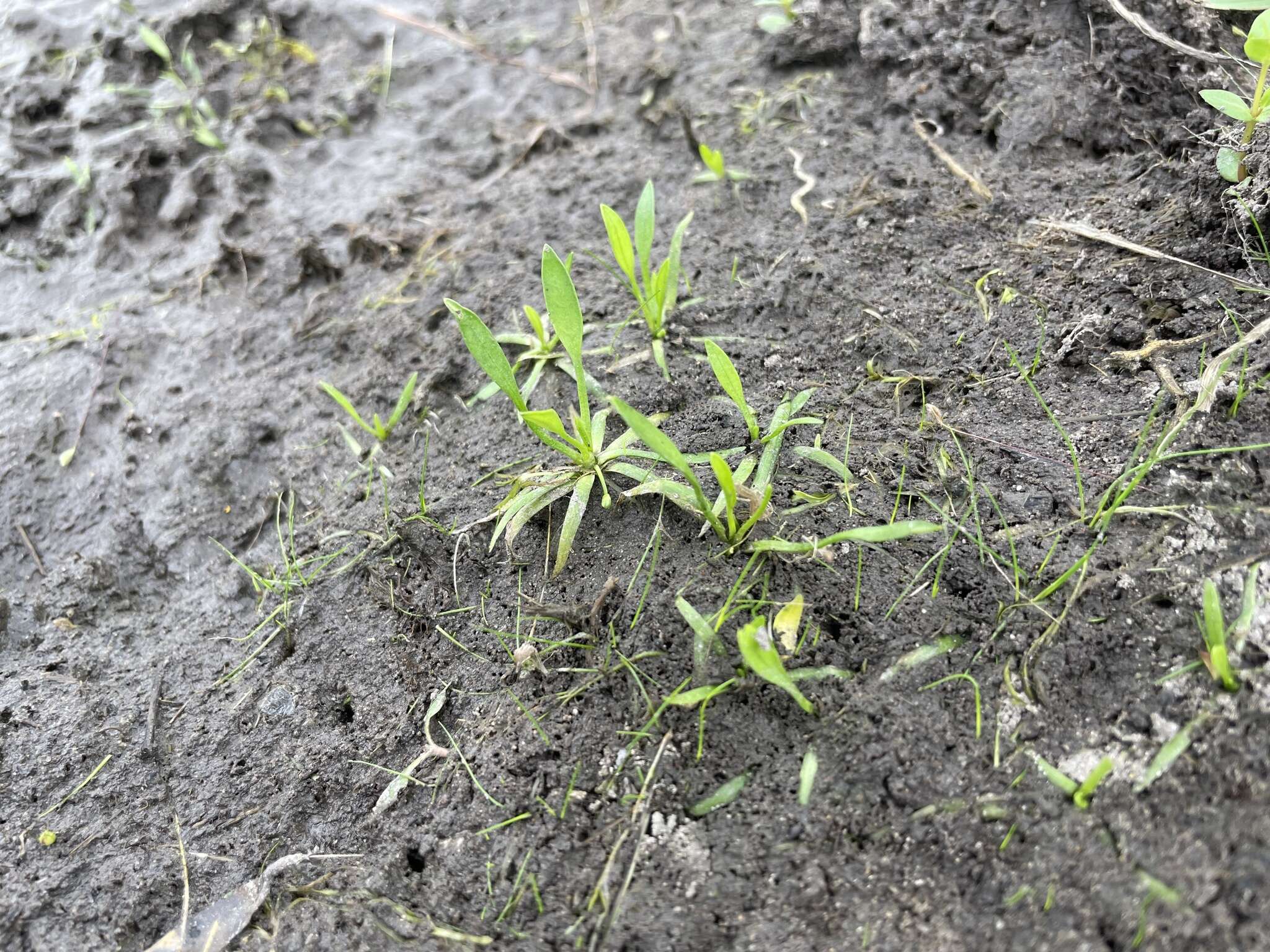 Image of Dwarf Burhead Pygmy Swordplant