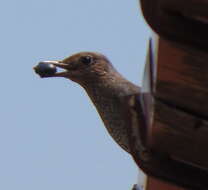 Image of Blue Rock Thrush