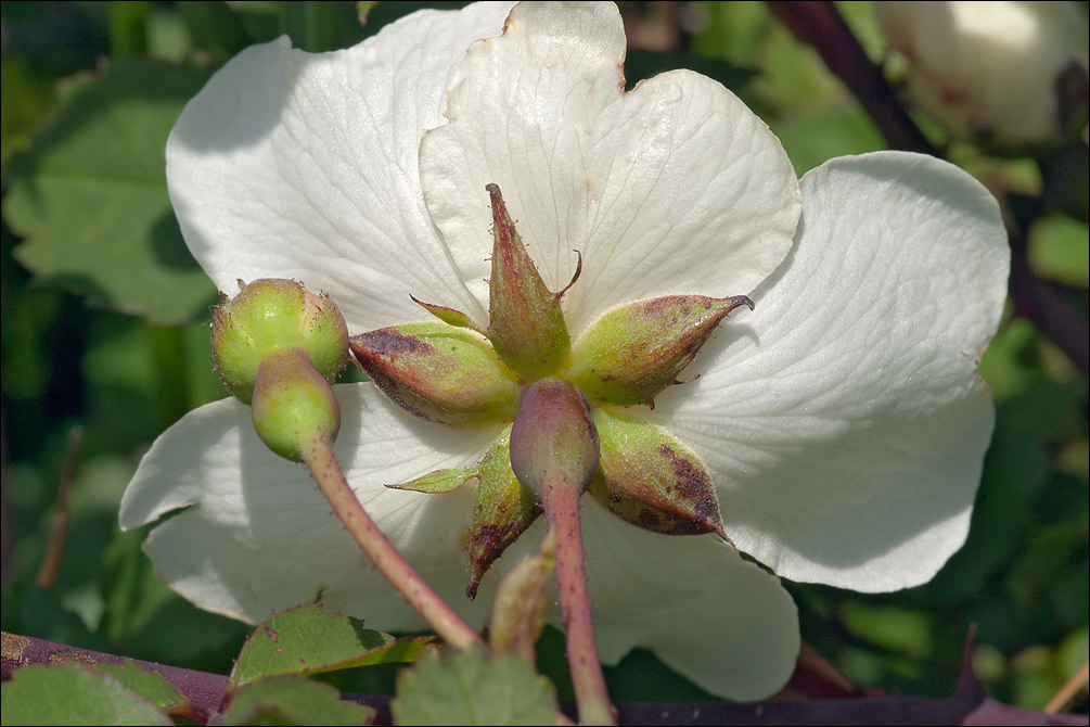 Rosa arvensis (rights holder: Amadej Trnkoczy)