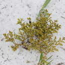 Image of Paronychia chartacea var. chartacea