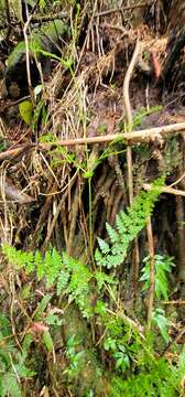 Image of thicket creepingfern