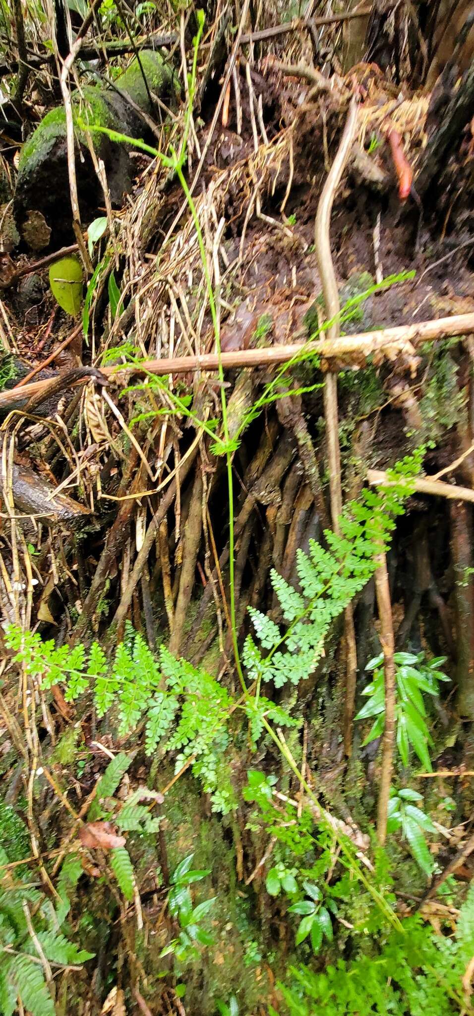 Image of thicket creepingfern