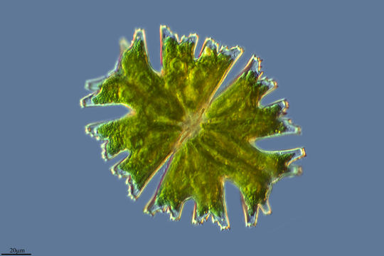Image of <i>Micrasterias americana</i>