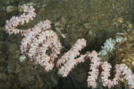 Image of Spiral Coral