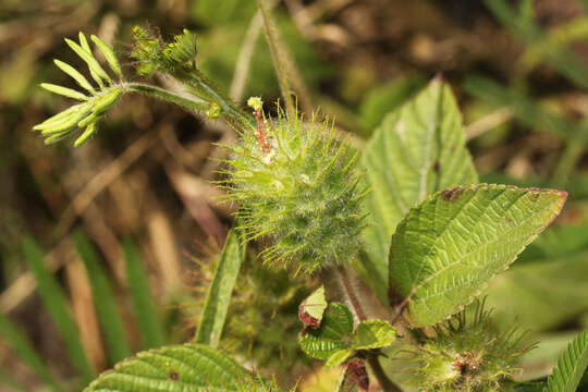 Image de Acalypha aristata Kunth