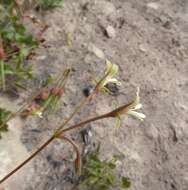 Image of Pelargonium alchemilloides (L.) L'Her. ex Soland.