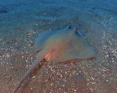 Image of Bluespotted maskray