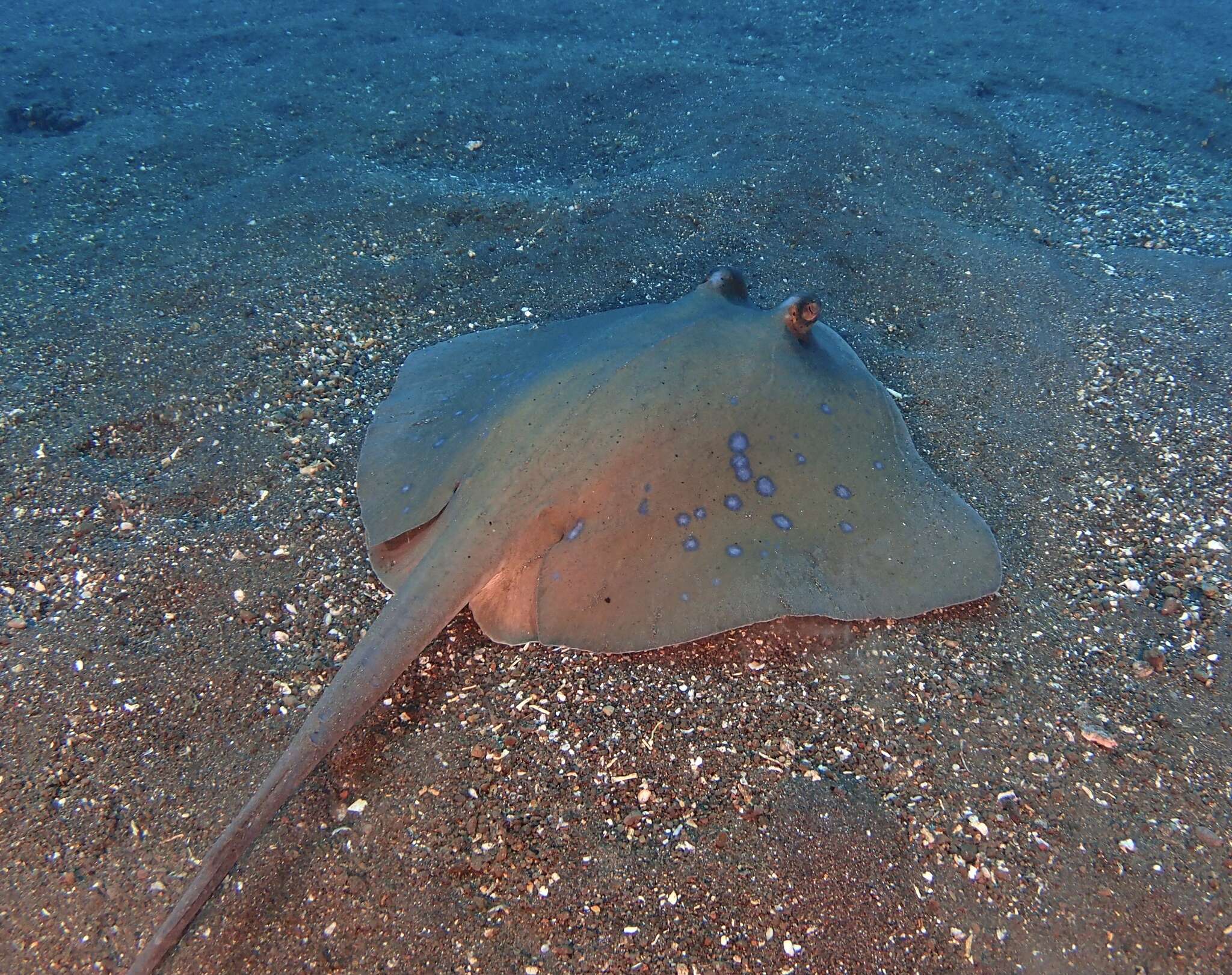 صورة Neotrygon caeruleopunctata Last, White & Serét 2016