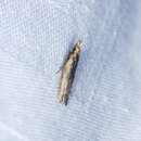Image of Dichomeris ochthophora Meyrick 1936