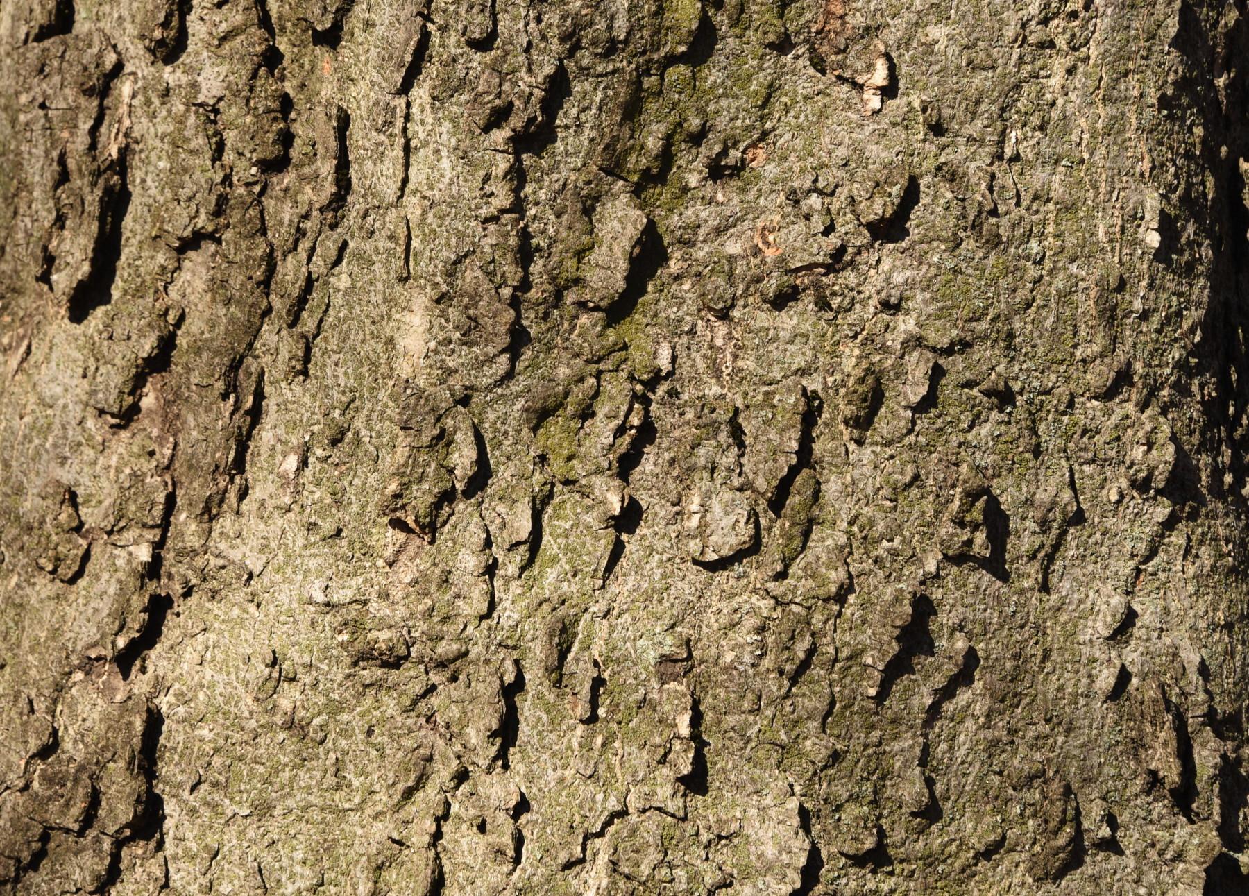 Celtis occidentalis (rights holder: Steven Severinghaus)