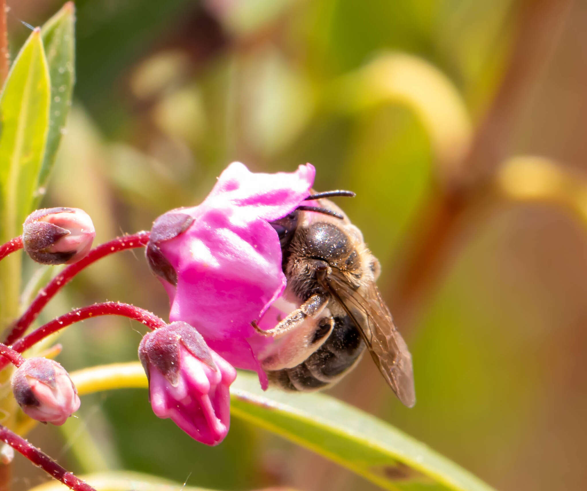 Image of Andrena kalmiae Atwood 1934