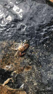 Image of common porcelain crab