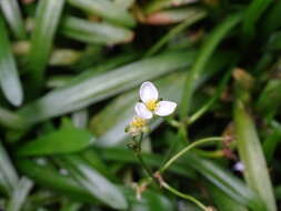 Слика од Sagittaria pygmaea Miq.