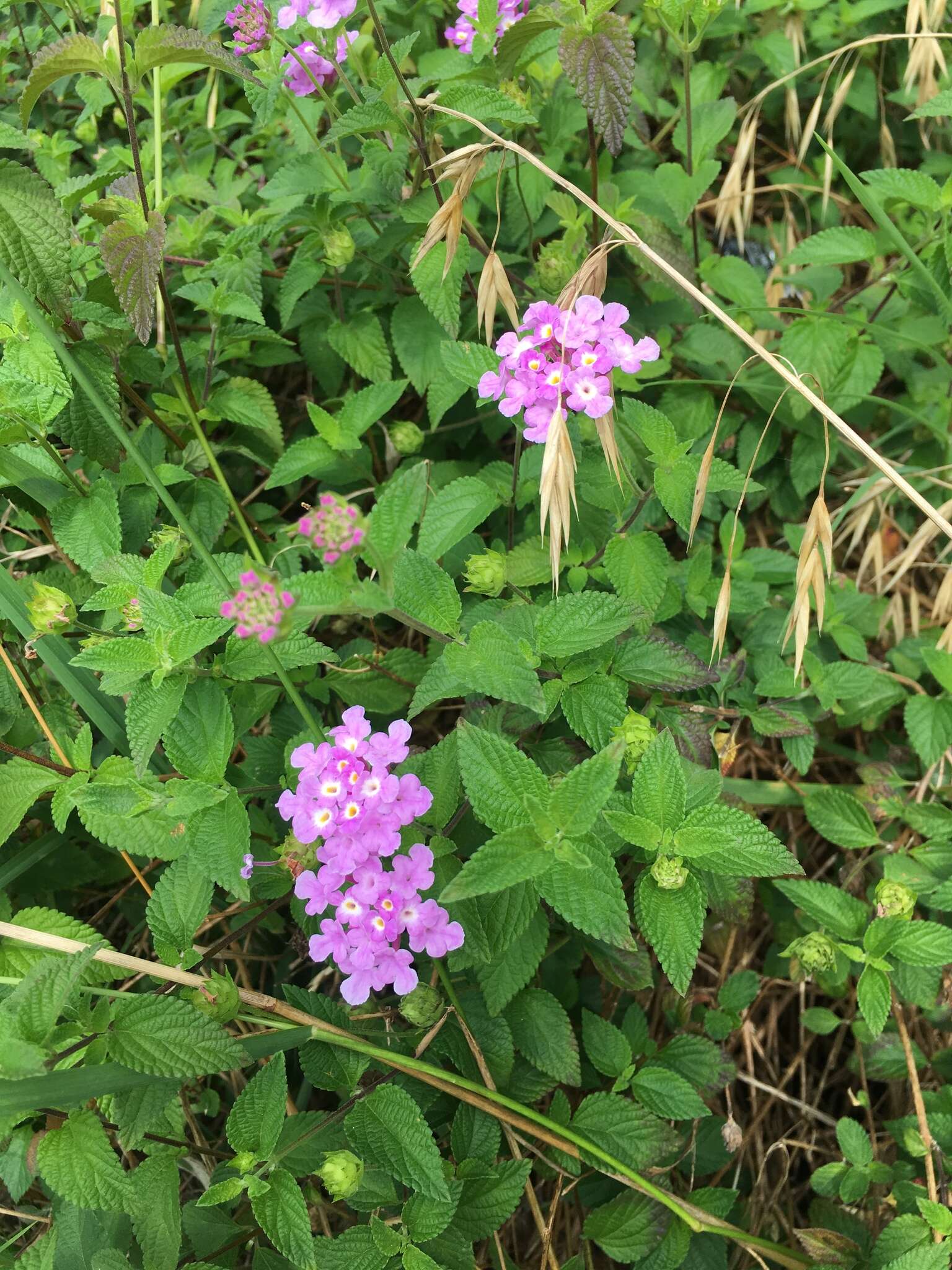 Image of trailing shrubverbena