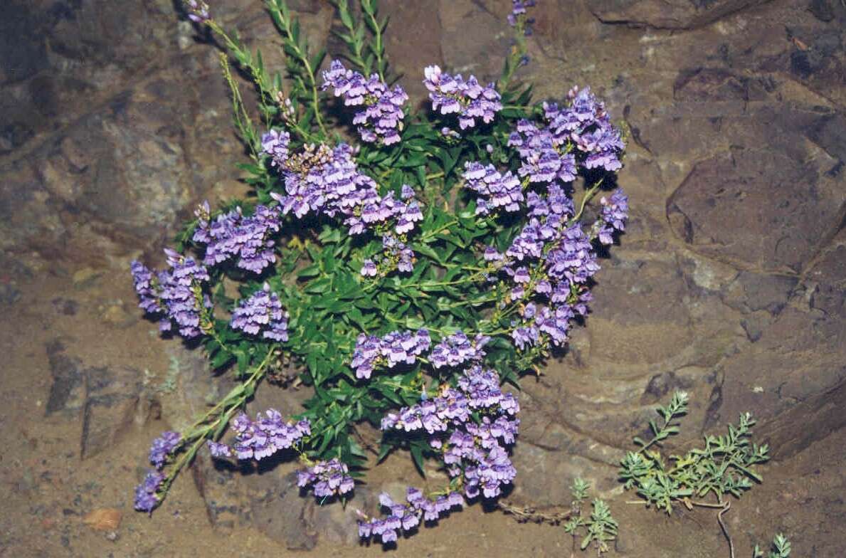 Image of Venus penstemon