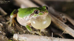 Image of Japanese Tree Frog