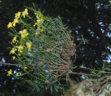 Imagem de Linum arboreum L.