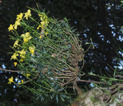 Imagem de Linum arboreum L.