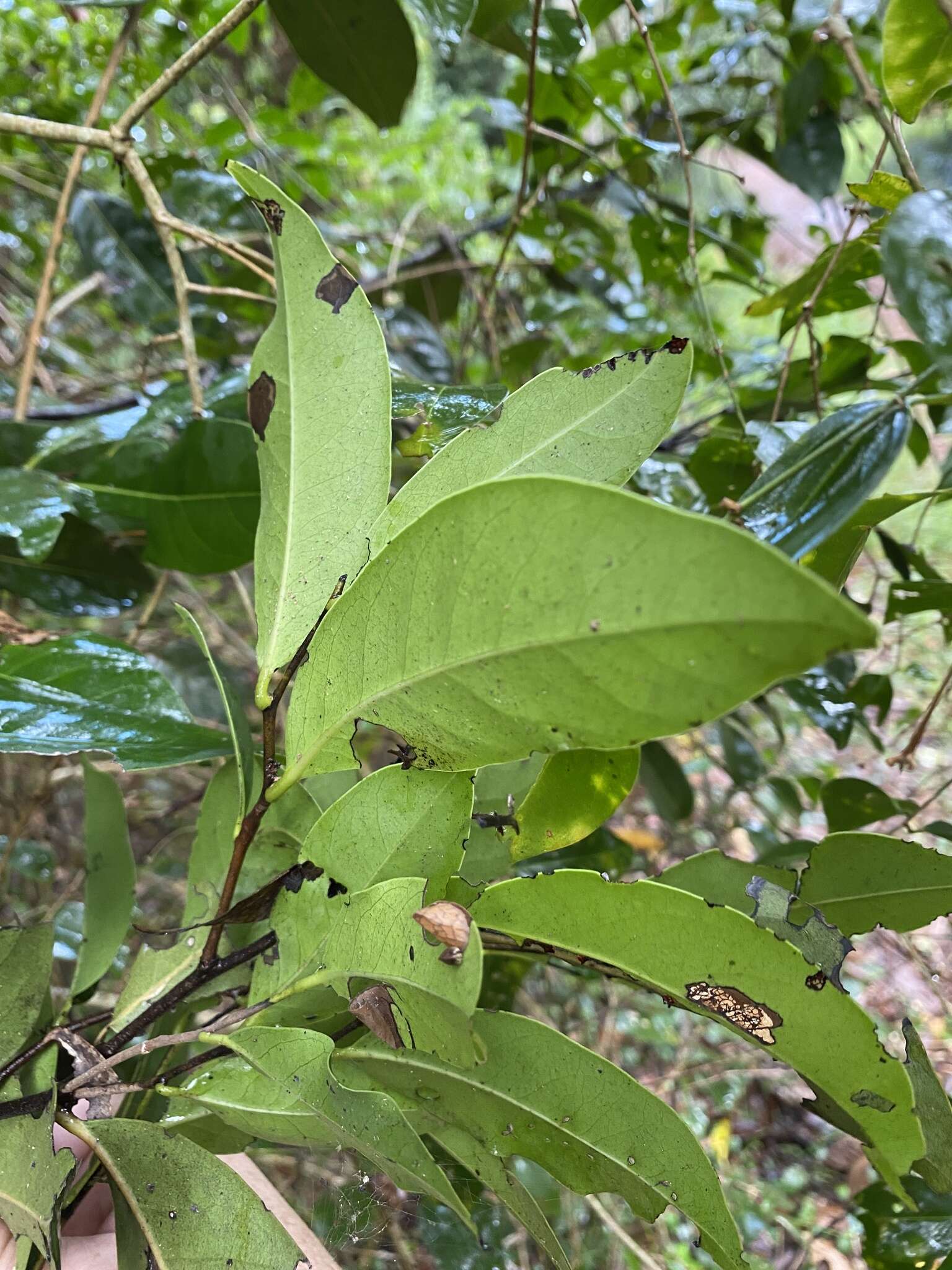 Слика од Diospyros fasciculosa (F. Muell.) F. Muell.