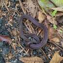 Image of Short-tailed Kukri Snake