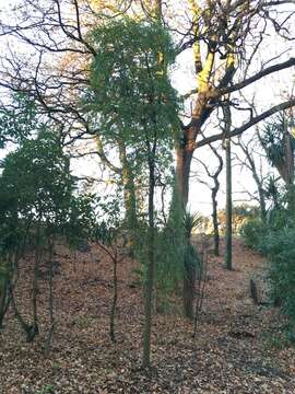 Imagem de Hoheria angustifolia Raoul