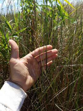 Image de Paspalum monostachyum Vasey ex Chapm.