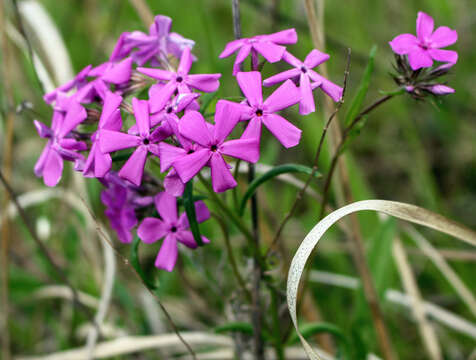 Imagem de Phlox pilosa L.