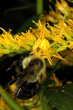 Misumenoides formosipes (Walckenaer 1837) resmi