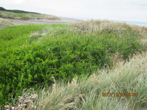 Imagem de Acacia longifolia (Andrews) Willd.