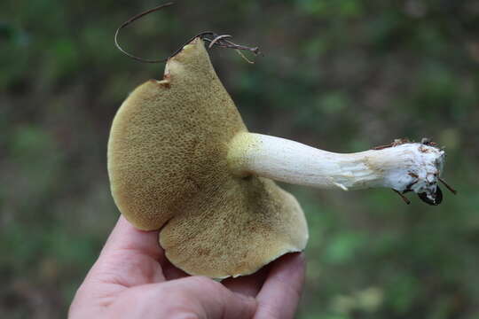 Image of Slippery white bolete