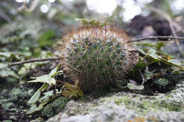 Image de Mammillaria discolor Haw.