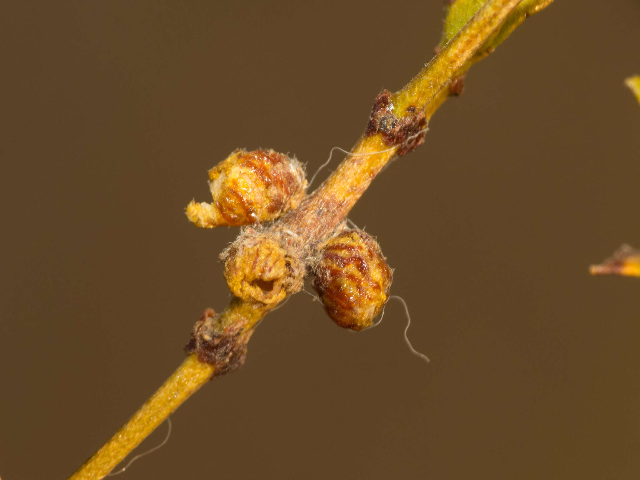 Image of Asphondylia resinosa Gagne 1990