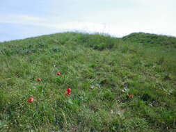 Image of Tulipa suaveolens Roth