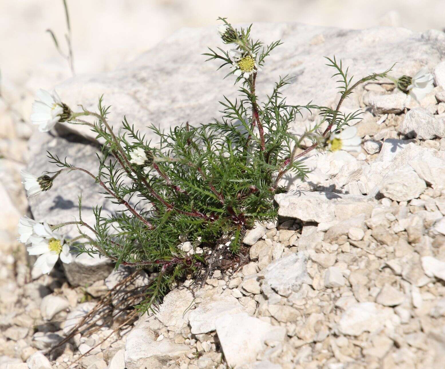 Слика од Achillea oxyloba (DC.) Sch. Bip.