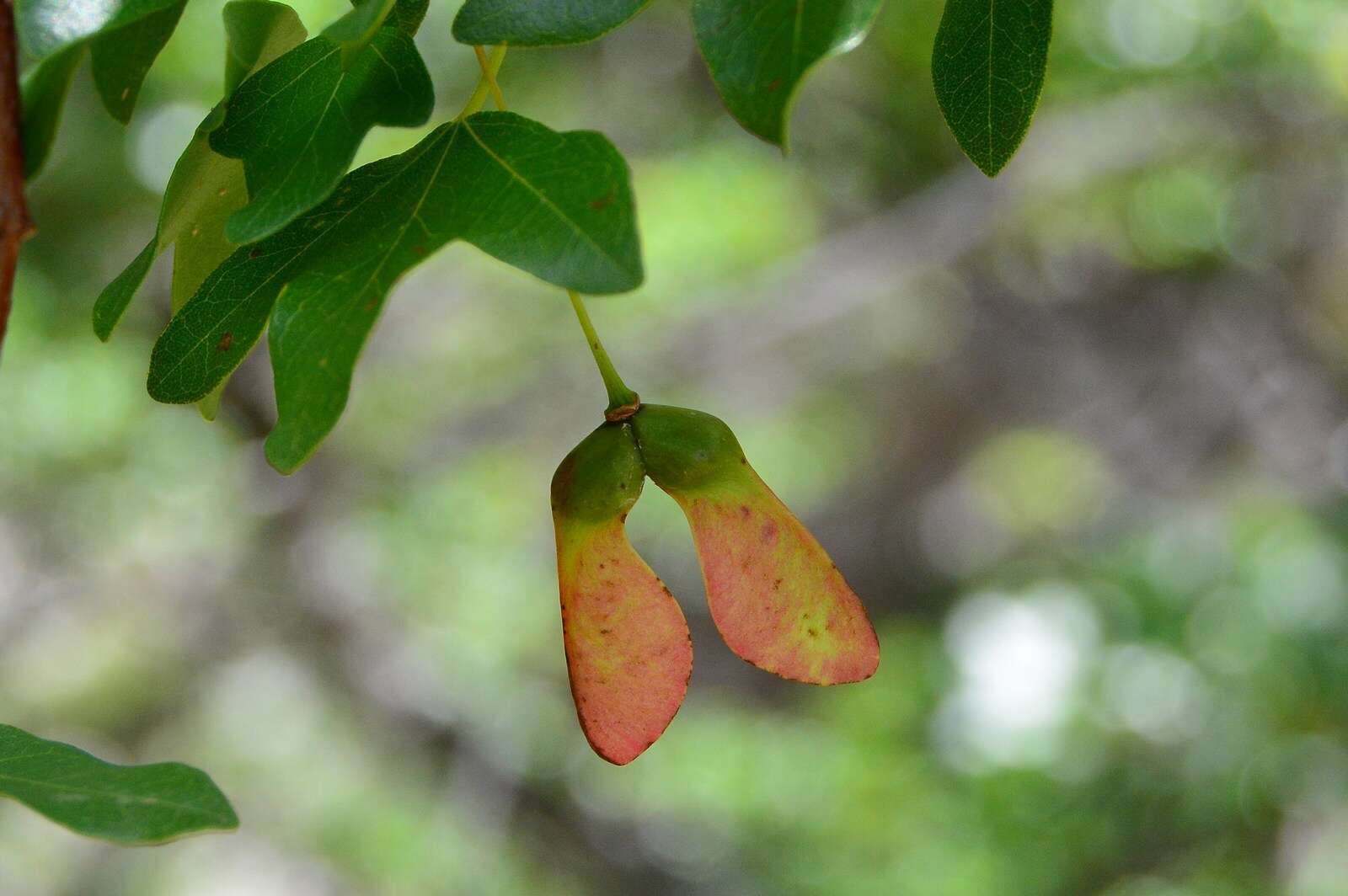 Image of Montpellier Maple