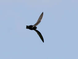 Image of White-collared Swift