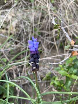 Image of Muscari pulchellum Heldr. & Sart.