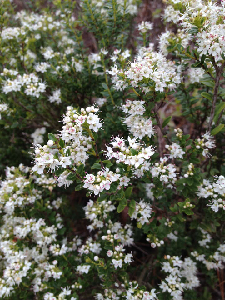 Image of Sand-Myrtle