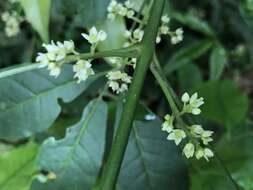 Image of Melicope pteleifolia (Champ. ex Benth.) T. G. Hartley