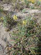 Image de Astragalus nevinii A. Gray ex Lyon