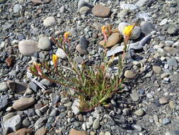 Imagem de Oenothera magellanica Phil.